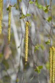 Attēlu rezultāti vaicājumam “Betula pendula flower”