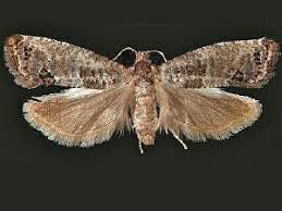 Attēlu rezultāti vaicājumam “Spilonota ocellana”