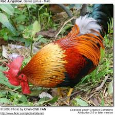 Attēlu rezultāti vaicājumam “Gallus male”