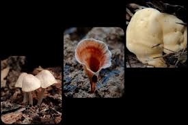 Attēlu rezultāti vaicājumam “Hypomyces chrysospermus”