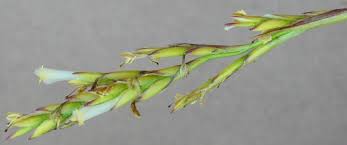 Attēlu rezultāti vaicājumam “Poa remota bud”