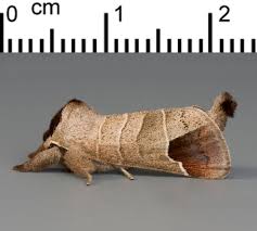 Attēlu rezultāti vaicājumam “Clostera pigra”