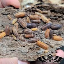 Attēlu rezultāti vaicājumam “Porcellio scaber”