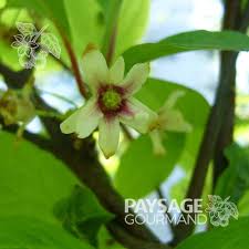 Attēlu rezultāti vaicājumam “Schisandra chinensis flower”