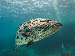 Image result for Epinephelus tukula