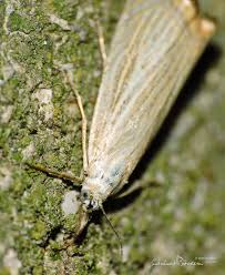 Attēlu rezultāti vaicājumam “Chrysoteuchia culmella”