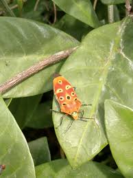 Attēlu rezultāti vaicājumam “Poecilochirus sp.”