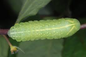 Attēlu rezultāti vaicājumam “Amphipyra perflua”