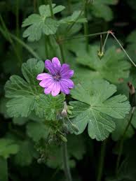Attēlu rezultāti vaicājumam “Geranium pyrenaicum”
