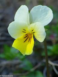 Attēlu rezultāti vaicājumam “Viola tricolor subsp. matutina flower”