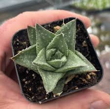 Image result for Haworthia