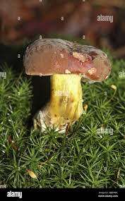 Attēlu rezultāti vaicājumam “Xerocomus pruinatus”