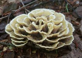 Attēlu rezultāti vaicājumam “Thelephora terrestris”