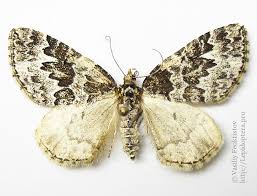 Attēlu rezultāti vaicājumam “Electrophaes corylata”