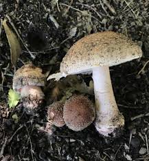Attēlu rezultāti vaicājumam “Amanita rubescens”