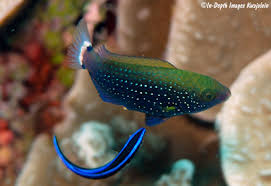 Image result for Scarus niger