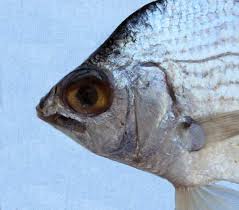 Image result for Eugerres plumieri