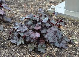 Image result for HEUCHERA americana 'Palace Purple Auslese'