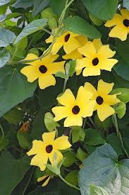 Image result for schwarzäugige Susanne