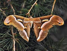 Attēlu rezultāti vaicājumam “Thyatira batis imago”