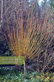 Attēlu rezultāti vaicājumam “Salix alba var. vitellina”