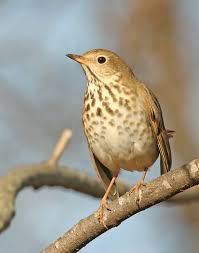 Image result for Catharus guttatus