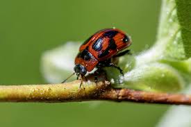 Attēlu rezultāti vaicājumam “Gonioctena viminalis”