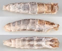 Attēlu rezultāti vaicājumam “Crambus hamella”