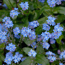 Image result for Myosotis sylvatica