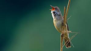 Image result for Acrocephalus arundinaceus