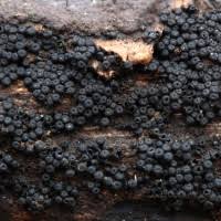 Attēlu rezultāti vaicājumam “Rosellinia desmazieri”