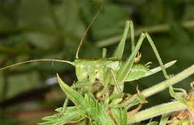 Attēlu rezultāti vaicājumam “Tettigonia cantans”