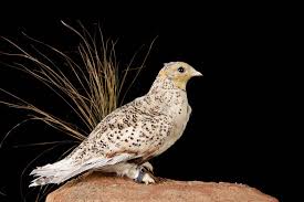 Image result for Syrrhaptes paradoxus