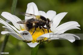 Attēlu rezultāti vaicājumam “Volucella bombylans”