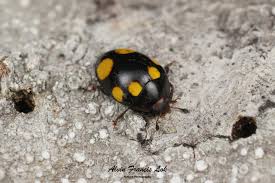 Attēlu rezultāti vaicājumam “Erotylidae”