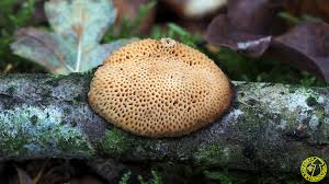 Attēlu rezultāti vaicājumam “Dichomitus campestris”