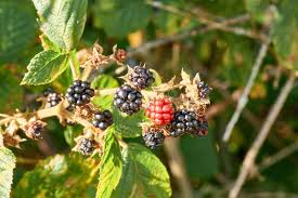 Image result for Rubus sectio