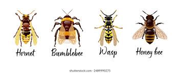 Attēlu rezultāti vaicājumam “Hymenoptera”