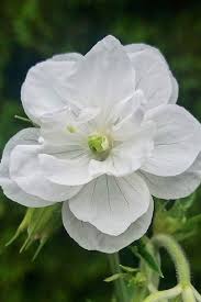 Attēlu rezultāti vaicājumam “Geranium pratense flower”
