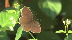 Attēlu rezultāti vaicājumam “Aphantopus hyperantus upperside”