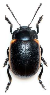 Attēlu rezultāti vaicājumam “Chrysolina sanguinolenta”