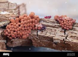 Attēlu rezultāti vaicājumam “Heterotrichia ferruginea (syn. Arcyria ferruginea)”