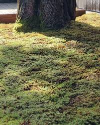 Attēlu rezultāti vaicājumam “Polytrichum juniperinum”
