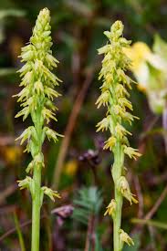 Attēlu rezultāti vaicājumam “Herminium monorchis leaf”