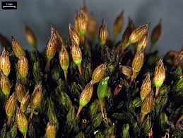 Attēlu rezultāti vaicājumam “Orthotrichum anomalum”