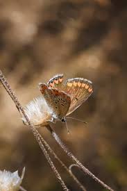 Attēlu rezultāti vaicājumam “Polyommatinae”