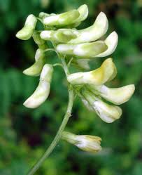 Attēlu rezultāti vaicājumam “Vicia pisiformis”