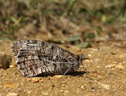 Attēlu rezultāti vaicājumam “Hipparchia semele underside”