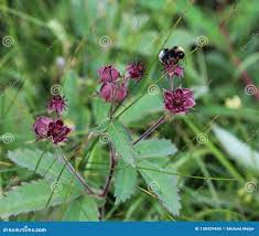Attēlu rezultāti vaicājumam “Comarum palustre fruit”