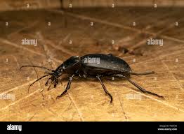 Attēlu rezultāti vaicājumam “Carabus glabratus”